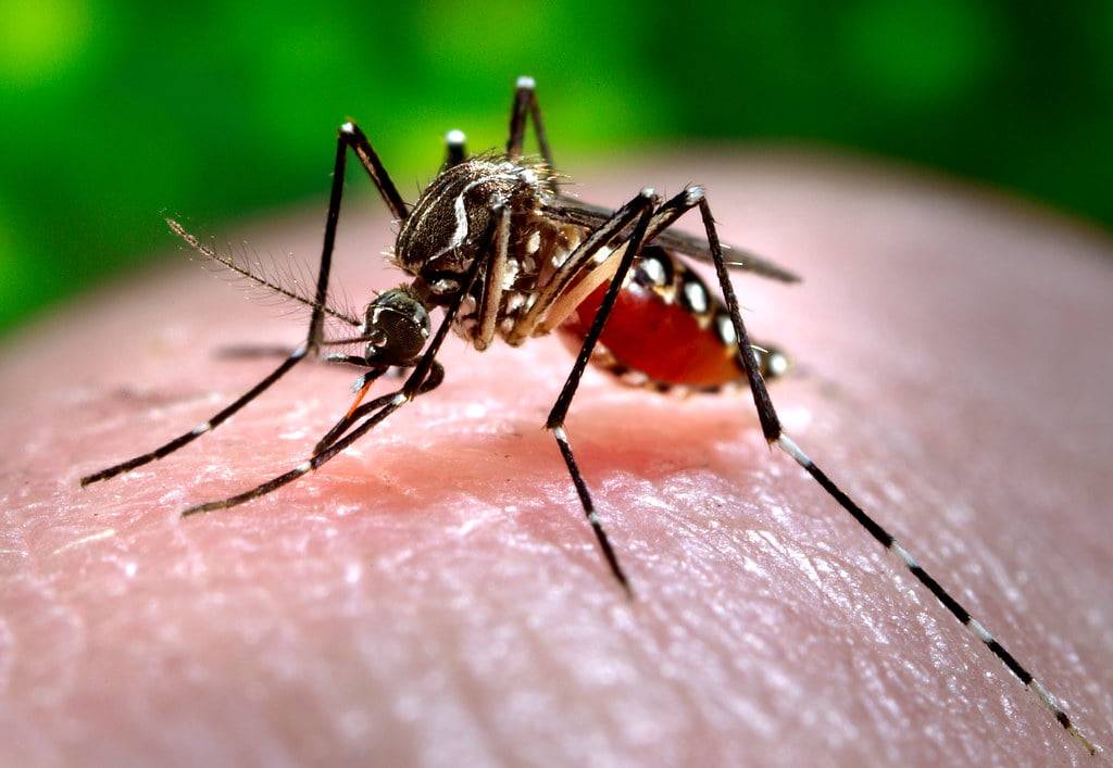 What is Dengue