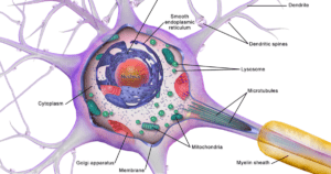Types of Neurodegenerative Disease