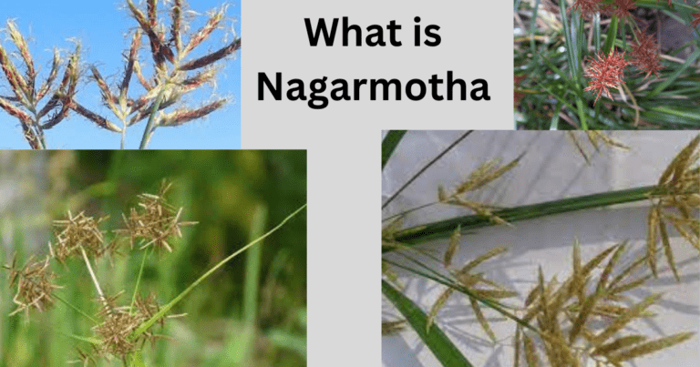 Nagarmotha