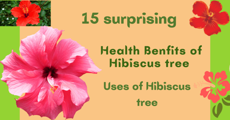 Hibiscus tree