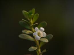 Brahmi Benefits