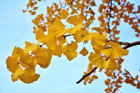 Ginkgo