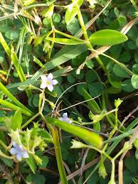 Brahmi Benefits