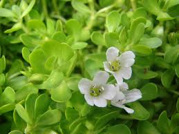 Brahmi Benefits