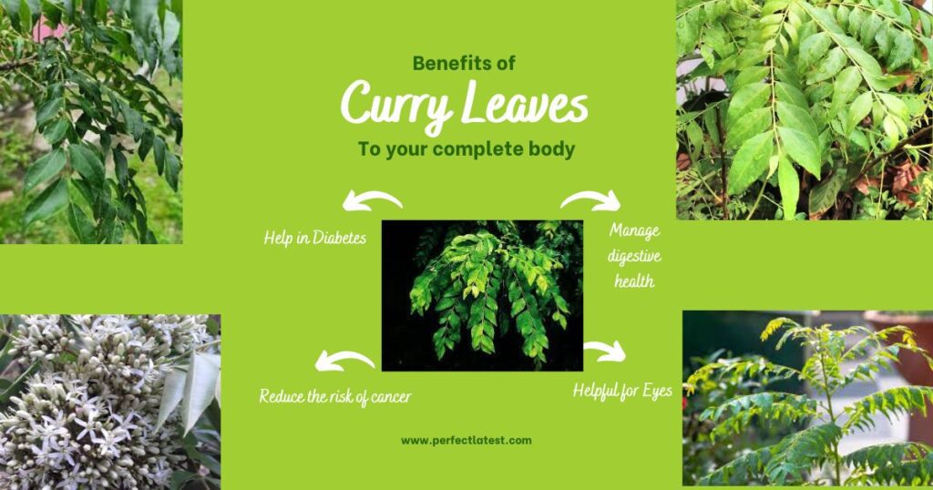 curry-leaves-discover-the-top-14-health-benefits-of-curry-leaves-nature-s-superfood-perfect