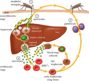 Malaria