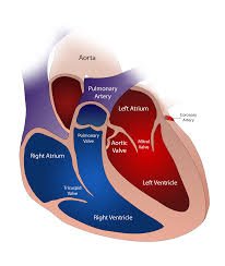 Cardiovascular Disease