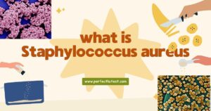 what is staphylococcus aureus
