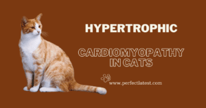 What is hypertrophic cardiomyopathy in cats