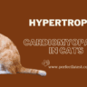 What is hypertrophic cardiomyopathy in cats
